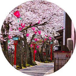 お祝いの春、 新しい門出を彩る桜並木と祝い膳