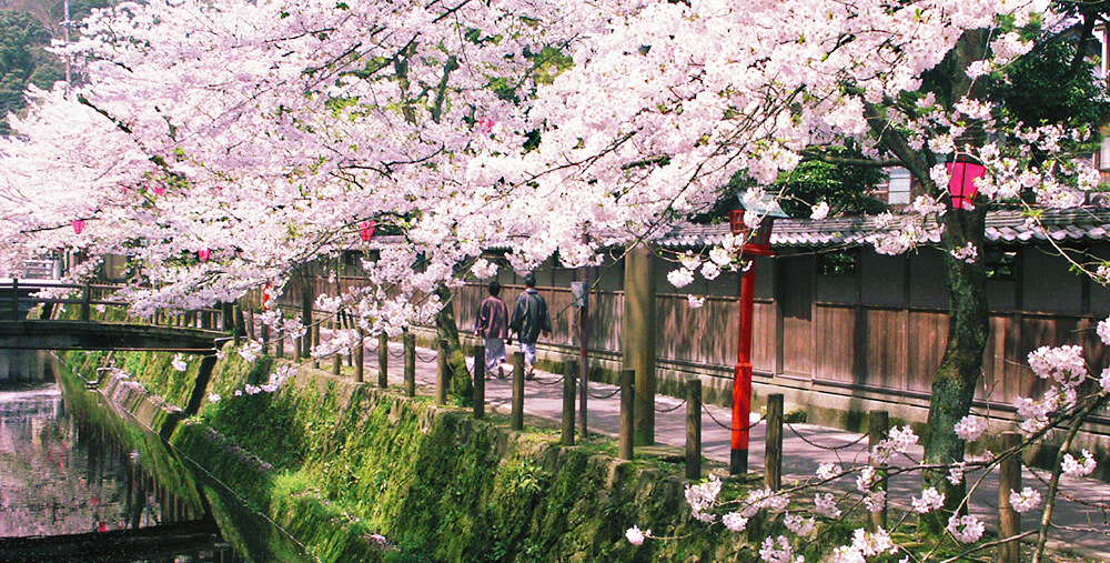 城崎温泉で「浴衣で歩く桜の路」を愉しむ。