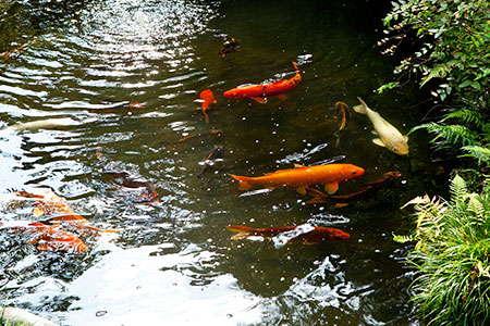 写真：日本庭園