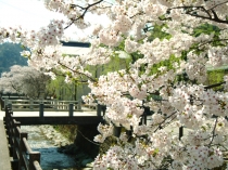 城崎温泉の桜並木　この春のおすすめの愉しみ方