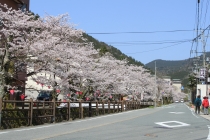 城崎温泉の桜が満開です！