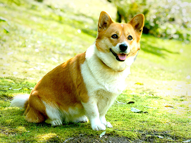 わんワンハウスペッドリーム